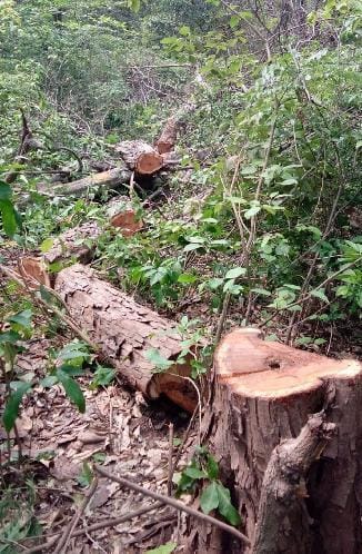 tree cut in ramnagar