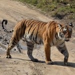 टाइगर रिजर्व में बाघ...
