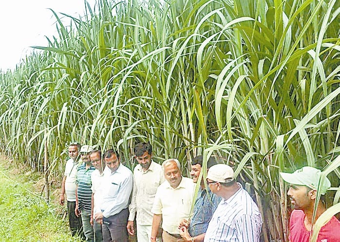 promote to increase sugarcane production
