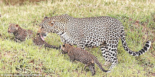 ufff... leopard infront of farmer