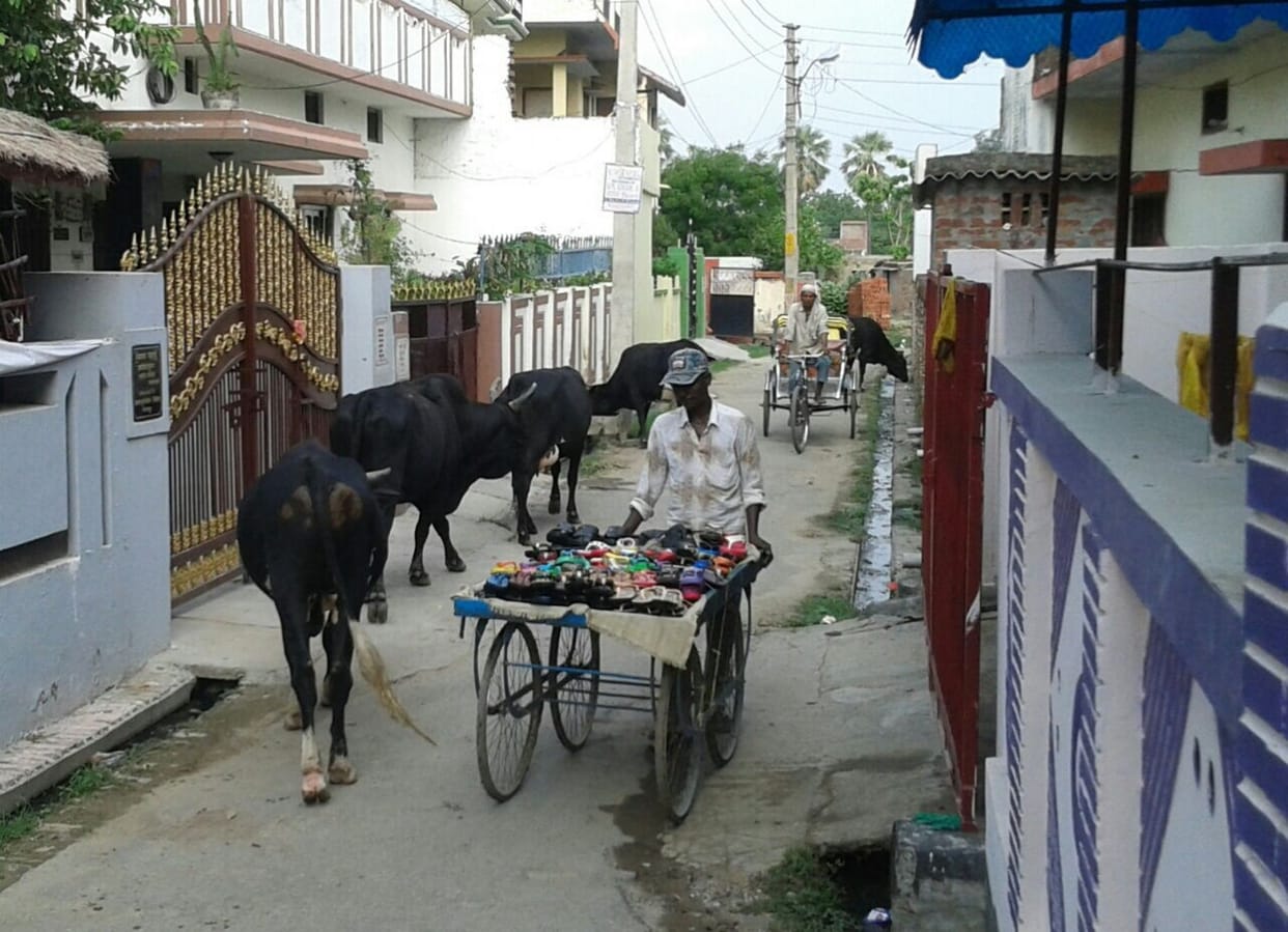 people are in trouble due to bull