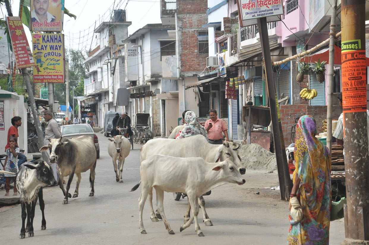 bull attacked on girl, injured