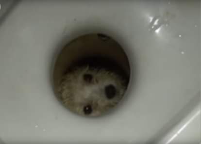 Firefighter saves dog trapped in toilet