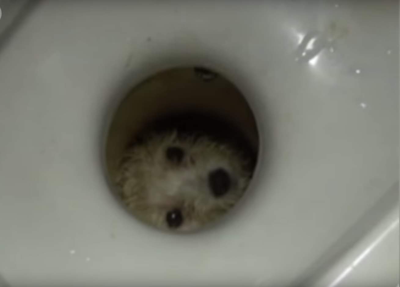 टॉयलेट में फंसा पिल्ला