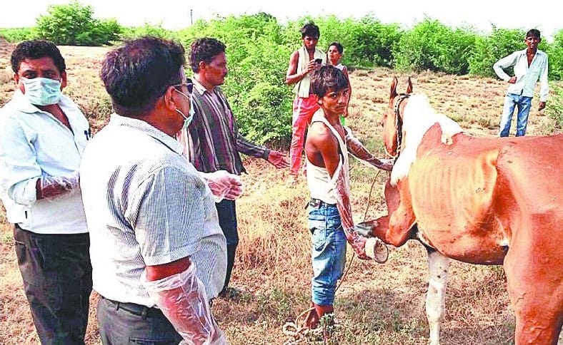 injections of death given to 'Dhanno' 