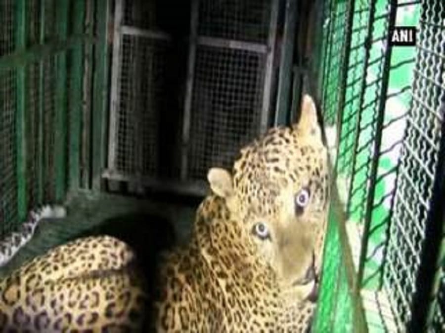 Leopard hunting Nilgai