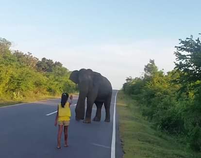 Little Girl Control Wild Elephant 