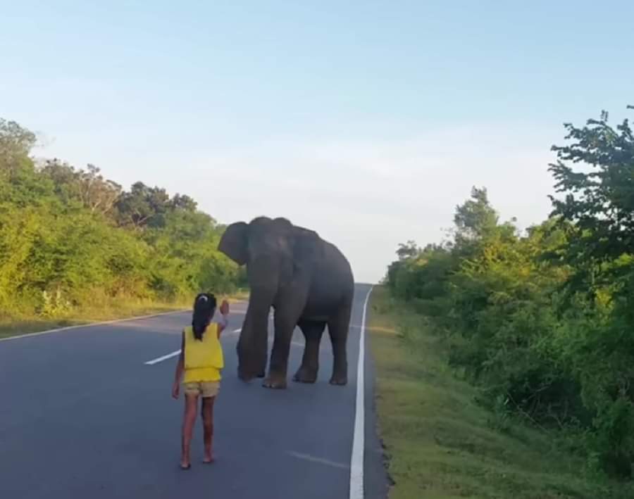 लड़की का हाथी से सामना