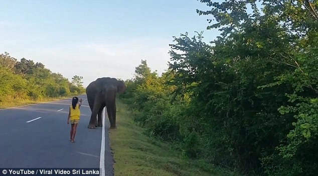 Little Girl Control Wild Elephant in Sri Lanka video gets viral