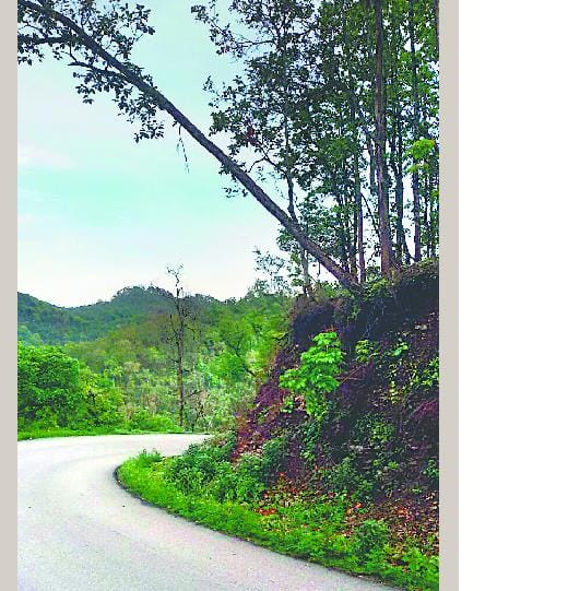 NH are inviting accidents and swinging the hollow tree
