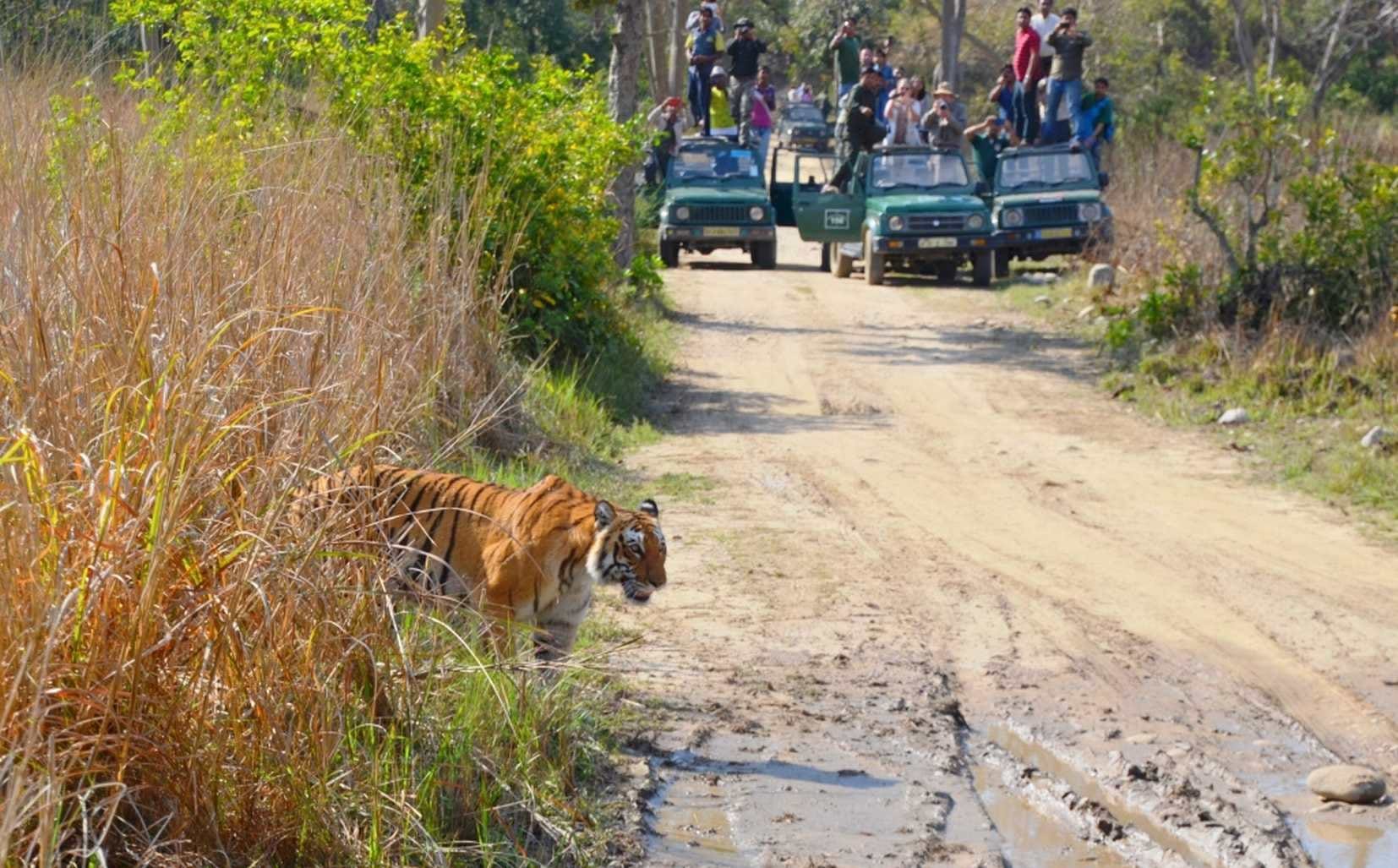 tiger stops tourist way in corbett park