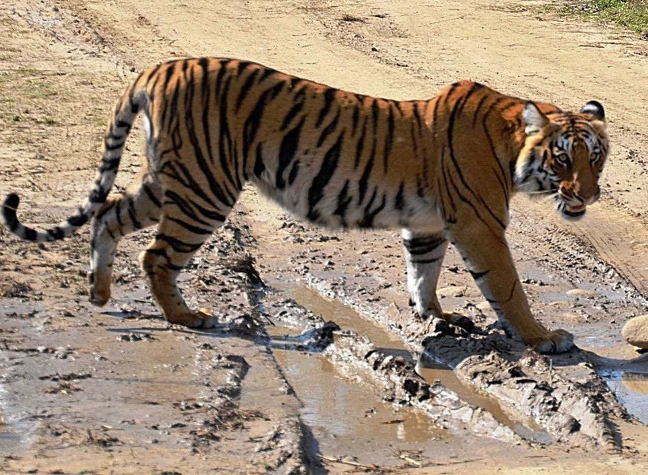 tiger stops tourist way in corbett park