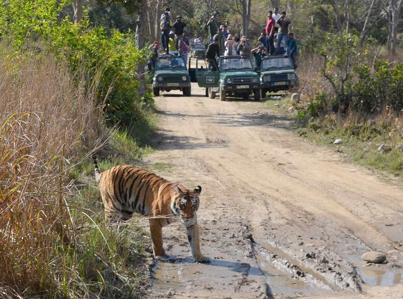 tiger stops tourist way in corbett park