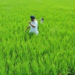 now farmers buy seeds from 500 old note
