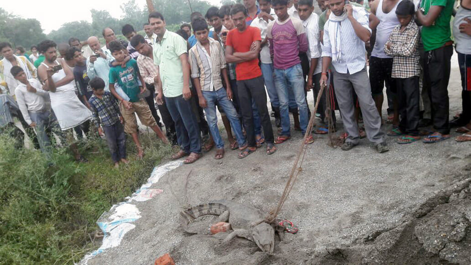Parish arrived in Tehra urban crocodile, making stirring