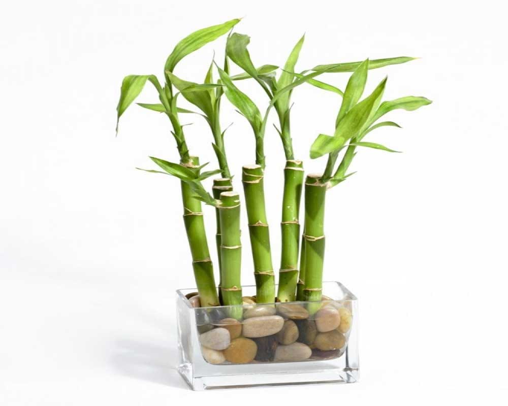 recipe of bamboo