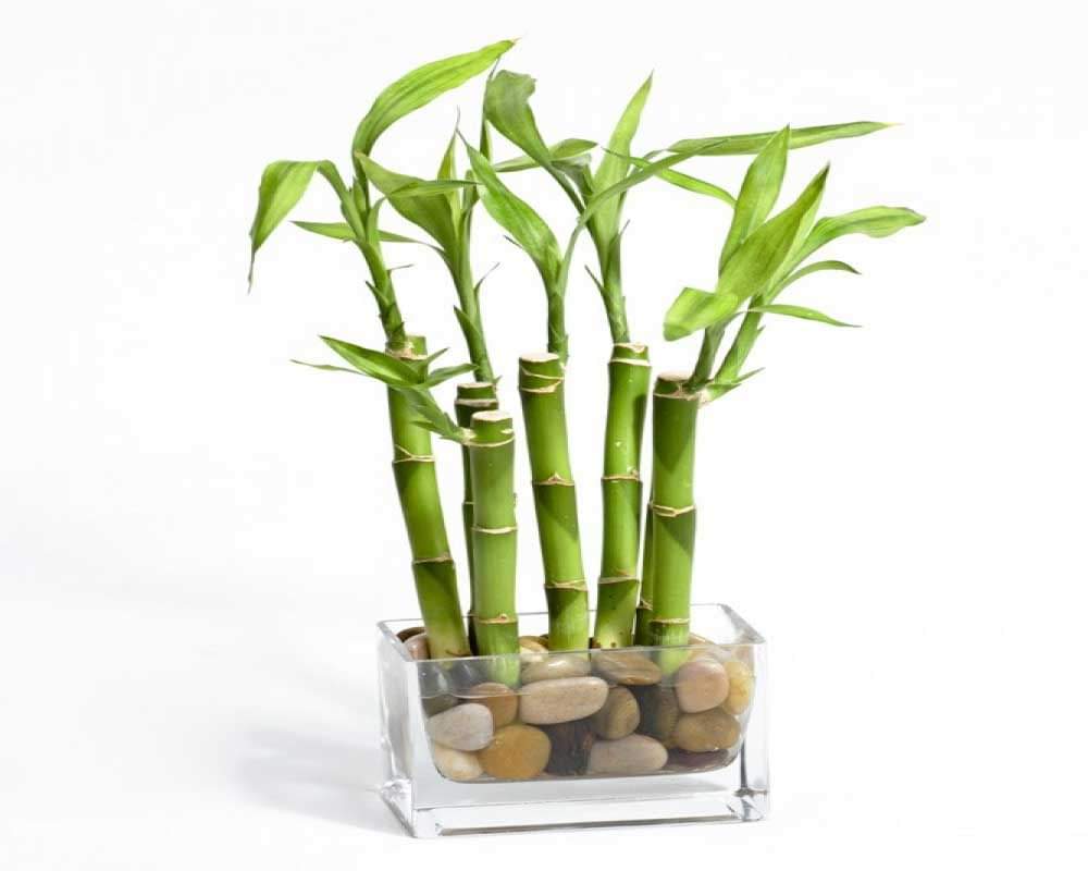 these things of feng shui can change your life and financial status