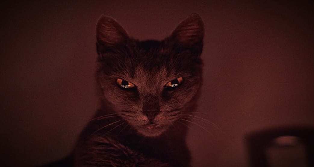 Pet cat interestingly arrested American couple 