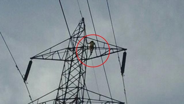 jharkhand: woman climbs on electricity tower to marry her lover