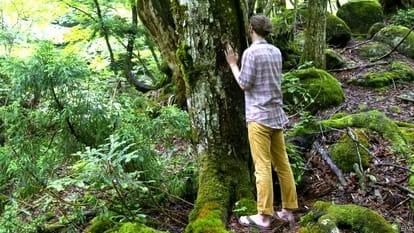  ' Forest Bathing ' To avoid stress