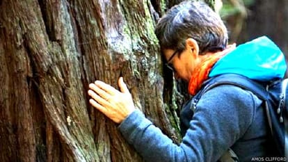  ' Forest Bathing ' To avoid stress