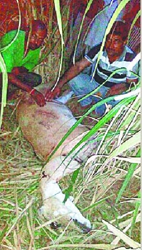 Leopard hunting Nilgai in Nirpudha