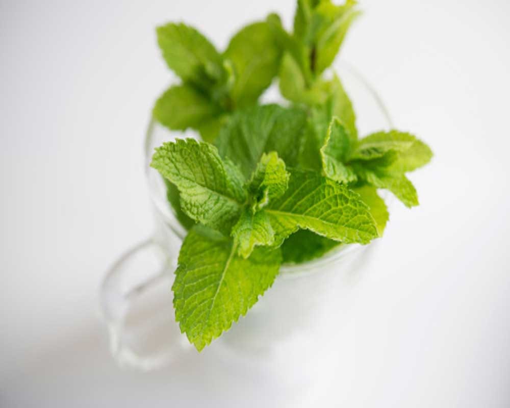 Side Effects Of Mint