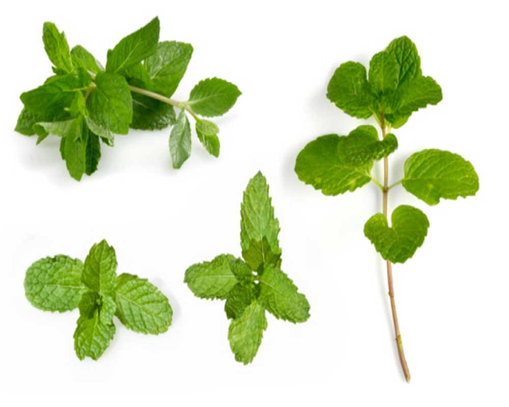Side Effects Of Mint