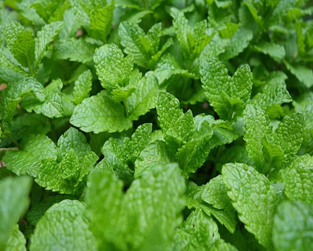 Side Effects Of Mint