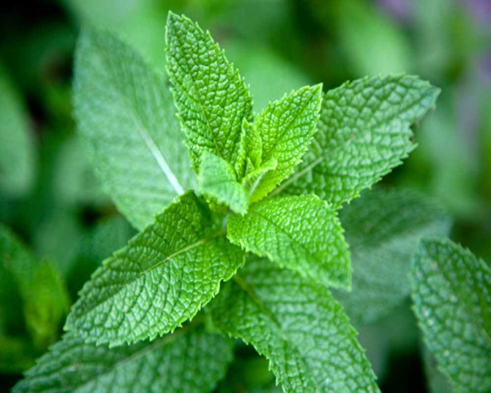 home remedies to repel spiders