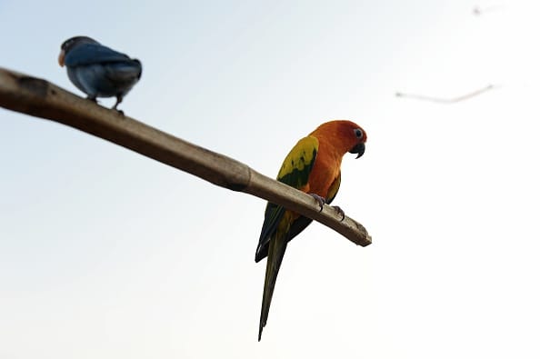 Parrot could be Eye Witness of a murder case in US 