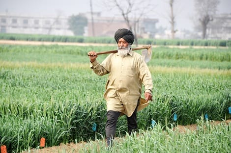 monsoon, punjab farmers, punjab agriculture, punjab wheat production, punjab govt, punjab