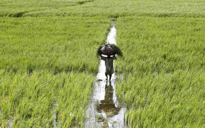 monsoon, punjab farmers, punjab agriculture, punjab wheat production, punjab govt, punjab