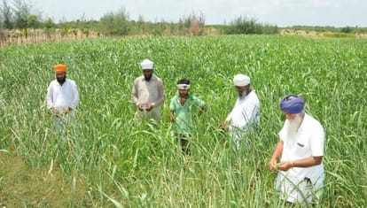 monsoon, punjab farmers, punjab agriculture, punjab wheat production, punjab govt, punjab