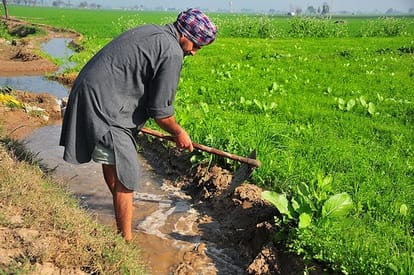 monsoon, punjab farmers, punjab agriculture, punjab wheat production, punjab govt, punjab