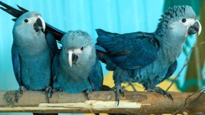  Rare blue parrot was seen after 15 years