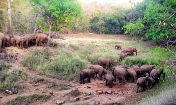 short documentary on elephant by mike h pandey name as the last migration