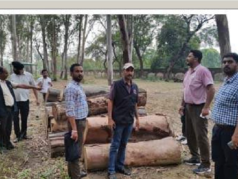 Forest Department, officer, employee, soil units, investigation, revealed, Patiala