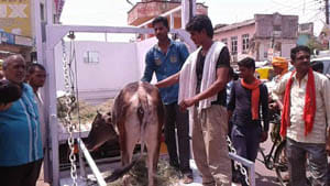 Cattle catcher