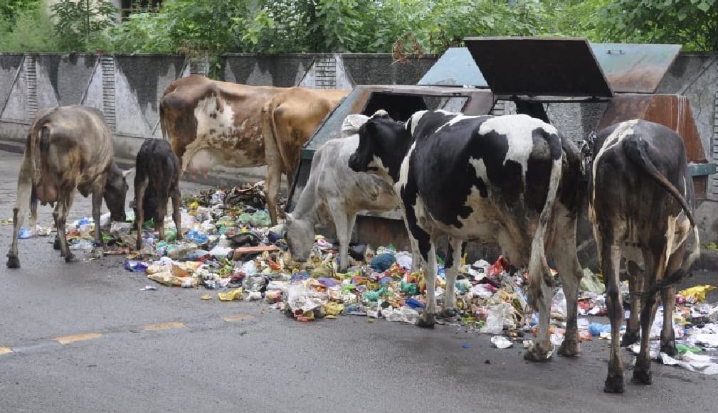 haryana will make state free from unclaimed animal