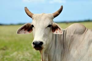 cow and ox