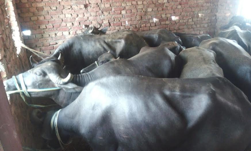 with 23 animals 11 arrested