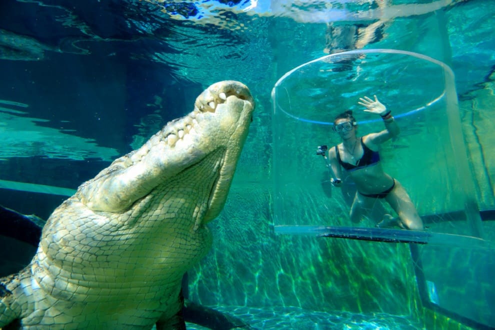 girl swiming with crocodile
