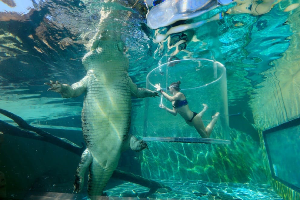 girl swiming with crocodile