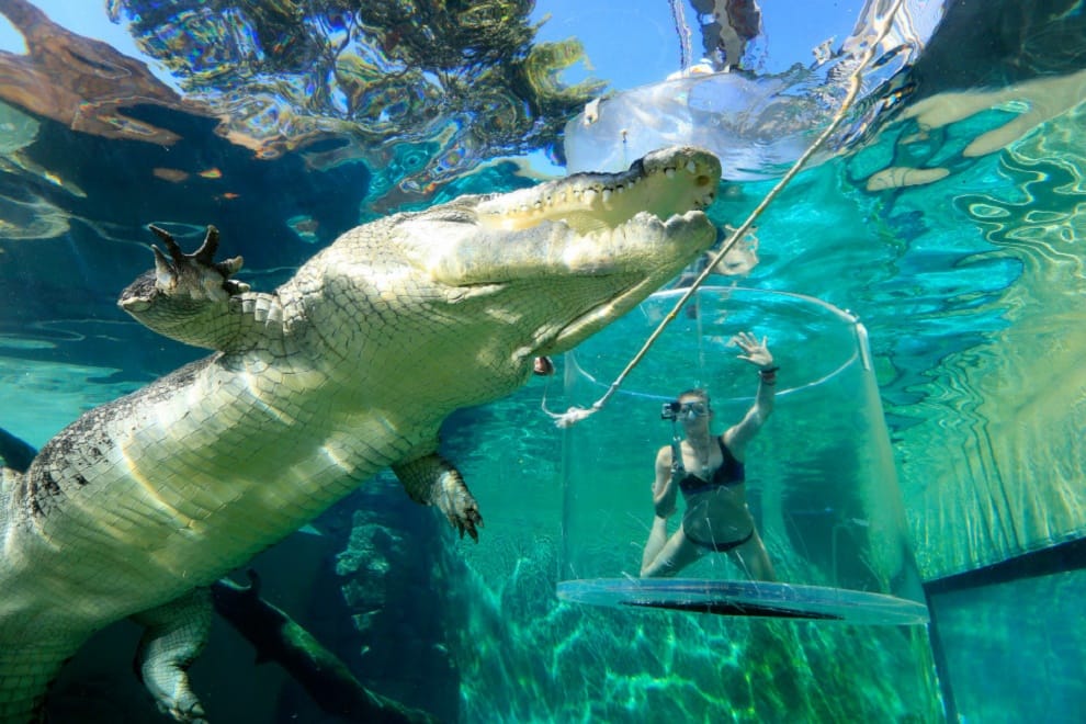 girl swiming with crocodile