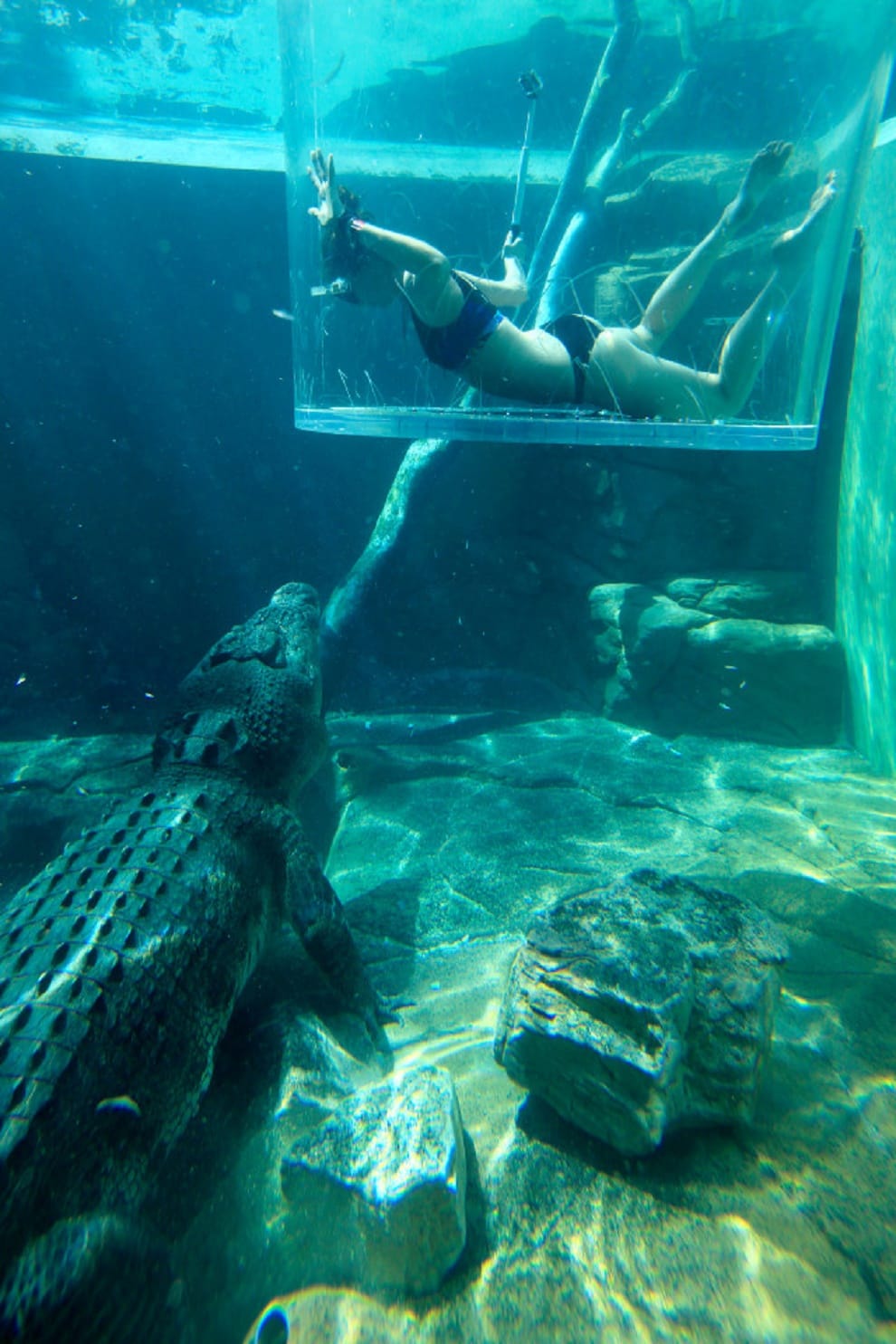 girl swiming with crocodile
