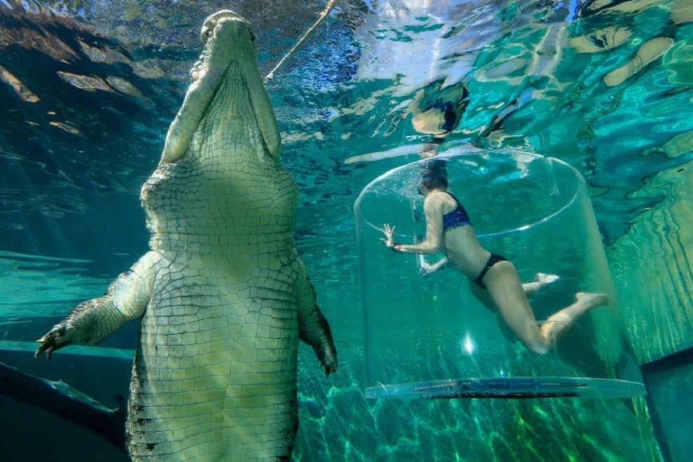 girl swiming with crocodile