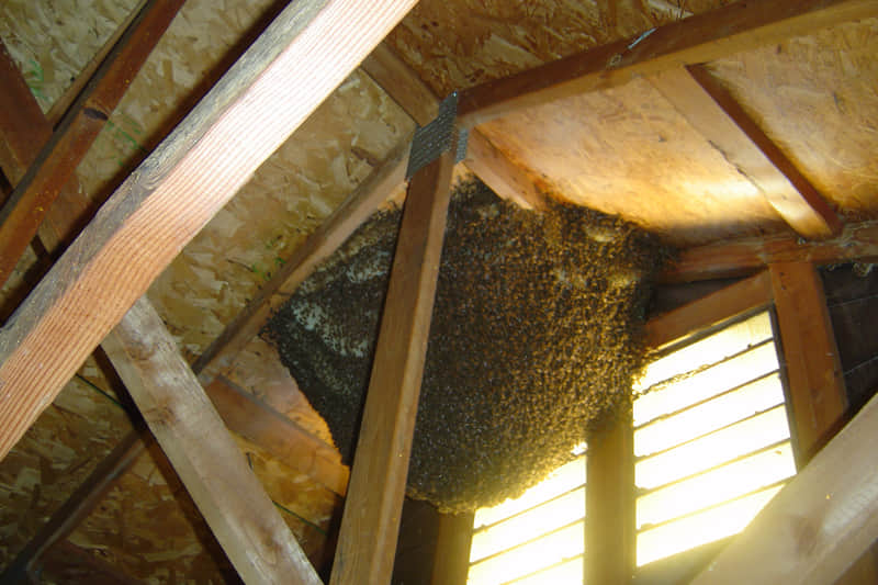 know that How beekeeping helped heal an army veteran