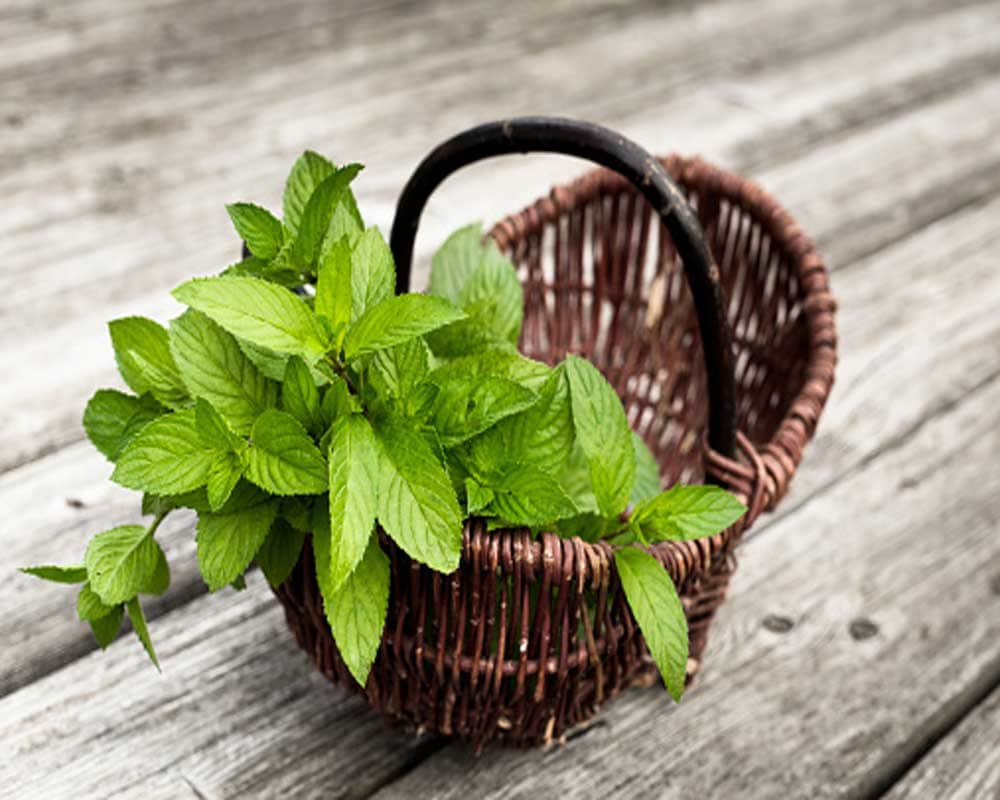 Amazing home remedy of snoring within few days you will get rid of this problem 