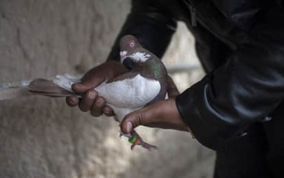 कबूतर (सांकेतिक)